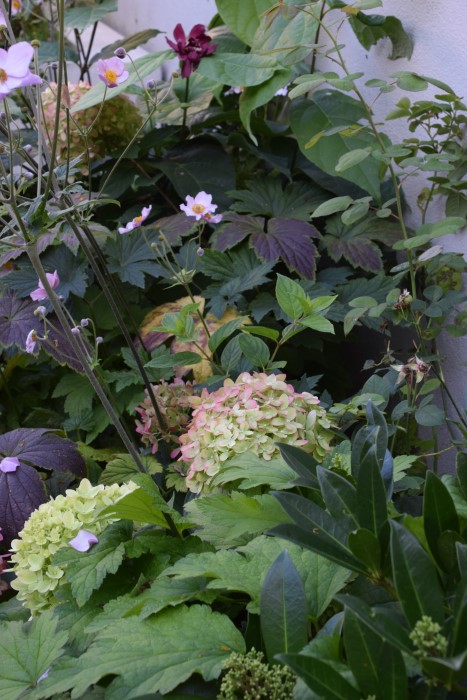 Hydrangea and Anemone